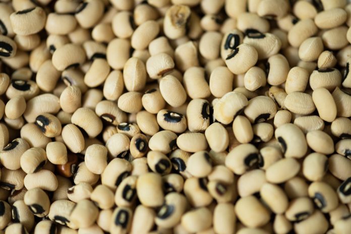 World's First GMS-based Cowpea (Lobia) Hybrids Launched by Dharti Agro