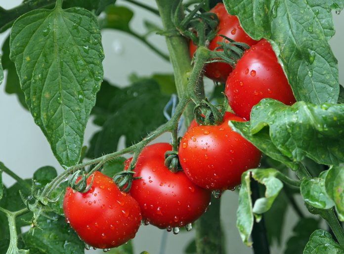 Red Spider Mite – An Important Pest of Tomato Crop