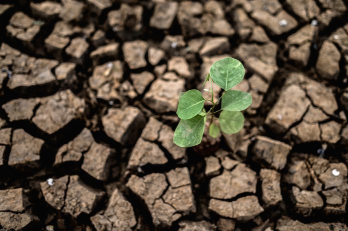 ICAR developed Crop Varieties Tolerant to Climate Change