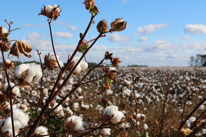 Cotton Export Is Expected To Reach 40 Lakh Bales In 2022-23 While Jute And Mesta Production Is Rising