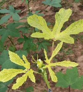 Yellowing of veins and veinlets of the leaves