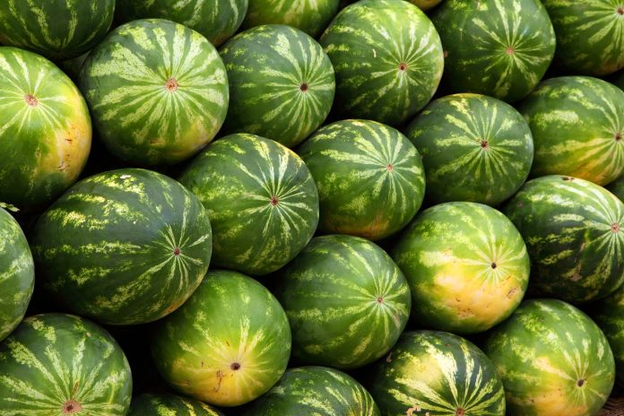Growing Watermelons: Best Agricultural Practices for a Successful Harvest