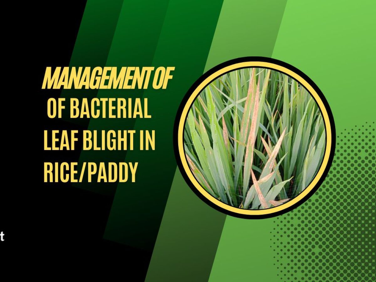 Symptoms Of Bacterial Leaf Blight On Rice - Infoupdate.org