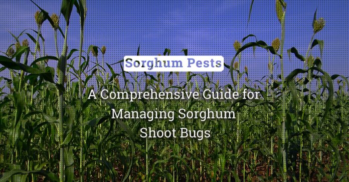 Managing Sorghum Shoot Bugs: A Comprehensive Guide to Crop Protection 