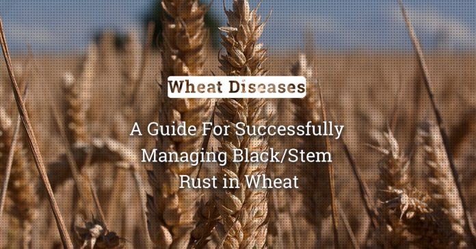 Defeating Black/Stem Rust Of Wheat: A Guide For Successful Management  