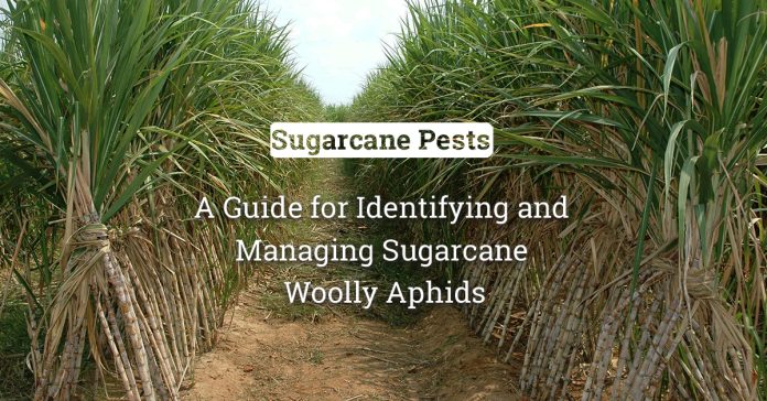 Sugarcane Woolly Aphid: The Complete Guide For Identification And Management 