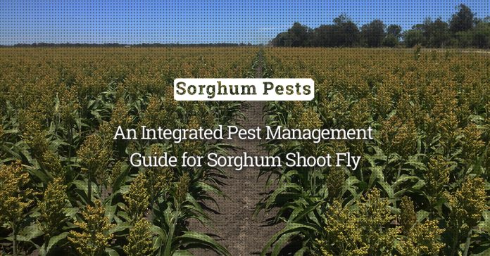 Sorghum Shoot Fly: An Integrated Pest Management Guide 