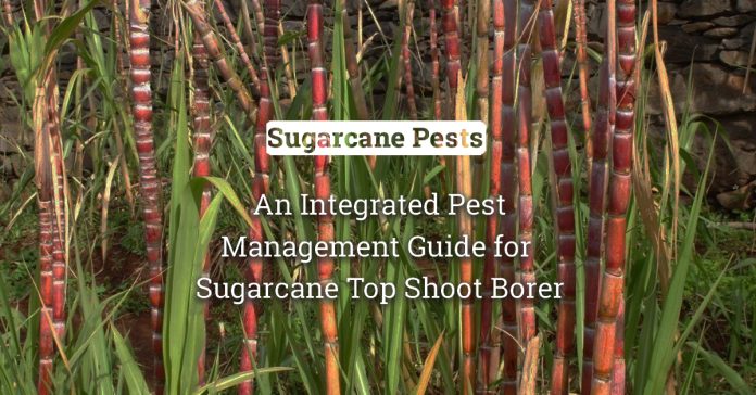Tackling Sugarcane Top Shoot Borer: An Integrated Pest Management Guide  