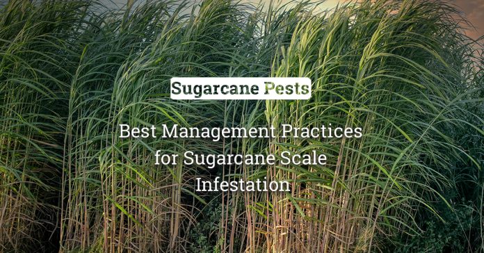 Scale Up Your Sugarcane Yields: Best Management Practices For Scale Infestation 