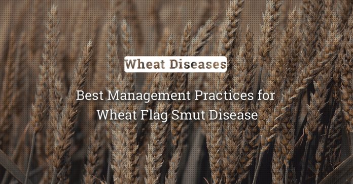 Flag Smut Control: Best Management Practices For Wheat Farmers 