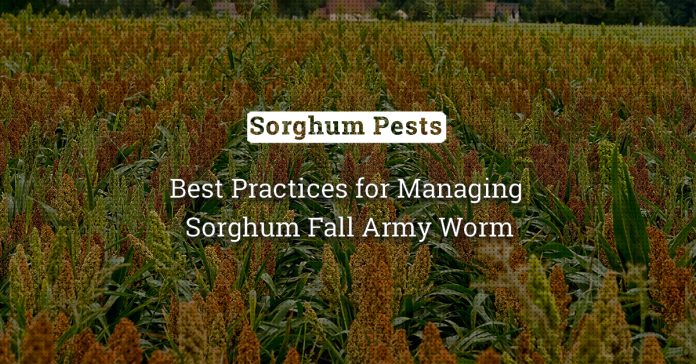 Fall Army Worm: A Devastating Pest Of Sorghum 