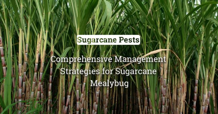 Battle Against Sugarcane Mealybug: Comprehensive Management Strategies for Farmers 