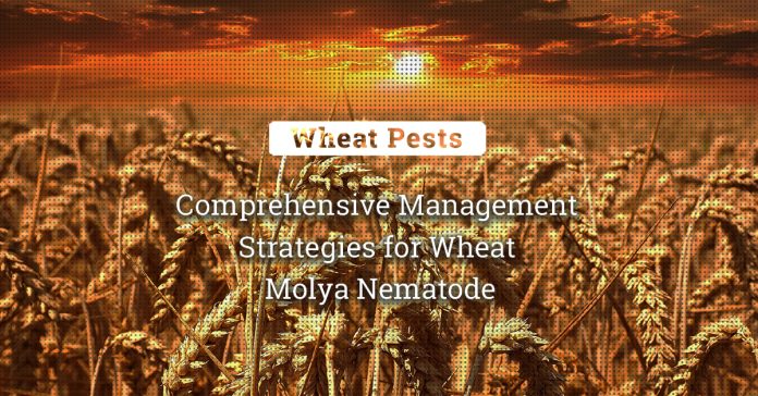 The Battle Against Molya Nematode: Comprehensive Management Strategies 