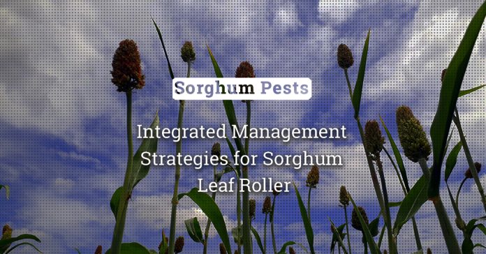 Don’t Let Sorghum Leaf Roller Roll Over Your Crops: Integrated Management Strategies 