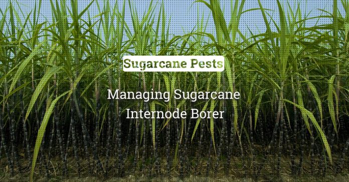 Sugarcane Internode Borer: Infestation And Its Management 