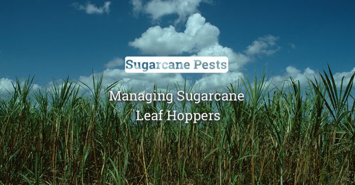 Effective Management Of Sugarcane Leaf Hoppers 