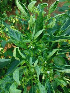 Symptoms of leaf curl virus in chilli