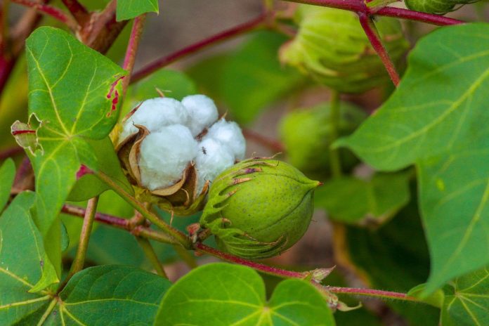 cotton cultivation in india