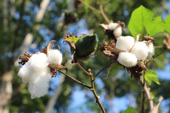 Pink Bollworm - A Serious Insect Pest Of Cotton Crop