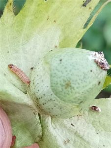 Presence of Pink Bollworm Larvae