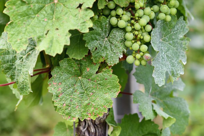 Powdery Mildew – A Disease In Winter Crops To Cause Crop Losses 