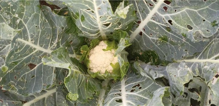 Protecting Crucifer Harvests: Effective Management Of Diamond Back Moth ...