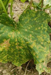 Symptoms of Downy Mildew 