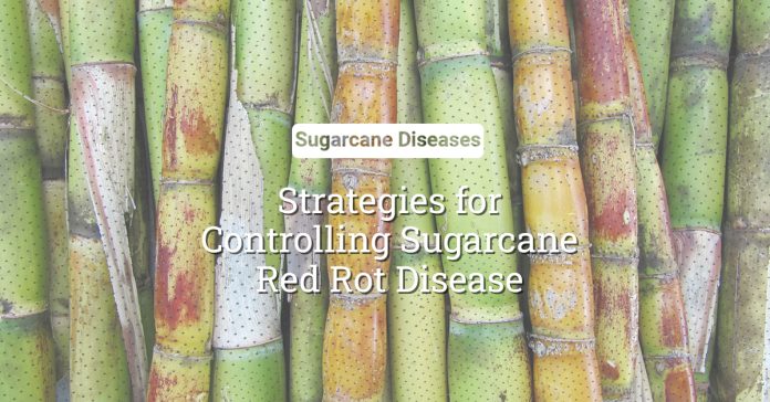 Red Rot Disease: Strategies For Controlling Red Rot Of Sugarcane  