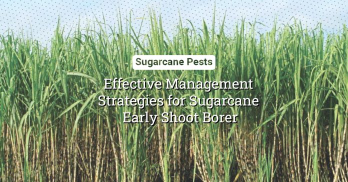 Fight Against Sugarcane Early Shoot Borer: Effective Management Strategies 