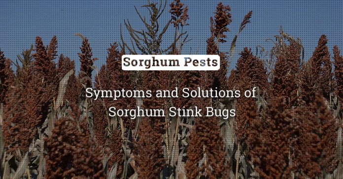 Sorghum Stink Bug: Symptoms And Solutions  