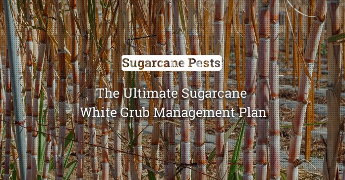 From Infestation To Eradication: The Ultimate Sugarcane White Grub Management Plan 