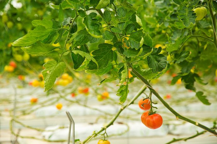 Tackling Leaf Curl Virus: Strategies For Successful Management