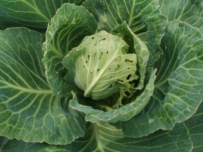 Protecting Crucifer Harvests: Effective Management Of Diamond Back Moth Larvae