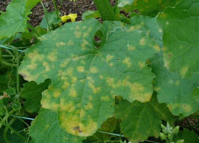From Symptoms To Solutions: Managing Downy Mildew In Cucurbit Crops For Optimal Yield