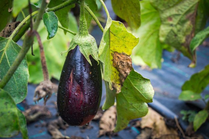 Management of Root-related Wilt Diseases in Brinjal