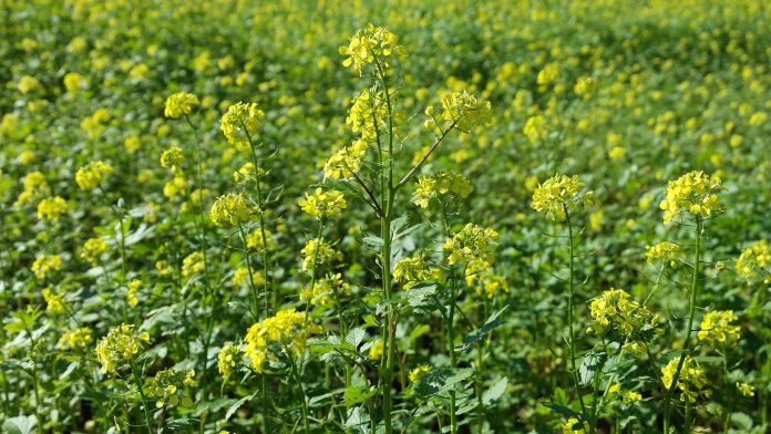 Mustard: Planting and Package of Practice