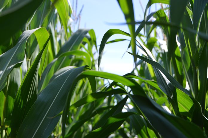 Silicon: The Crop Nutrient You Can't Ignore