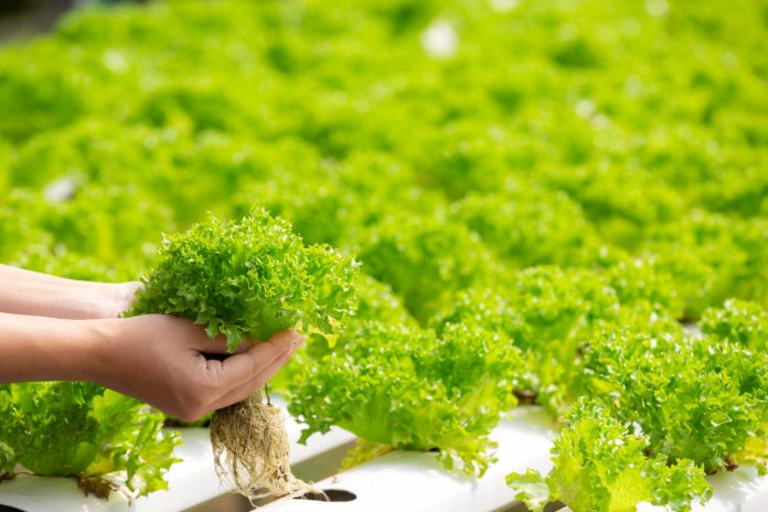 Organic Farming: Promoting Healthier Soil, Food, and Environment