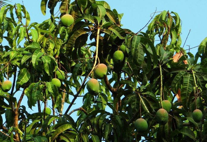 Effective Management Of Fruit fly In Mango