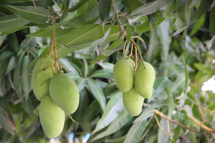 Healthy Trees, Bounty Harvest: A Guide to Profitable Mango Farming