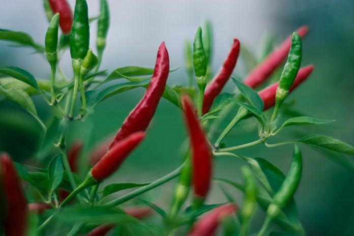 The Ultimate Guide on Chilli Cultivation: Steps for Successful Harvest