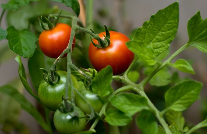 Early Blight Disease In Tomatoes: How To Spot And Stop It In Its Tracks?