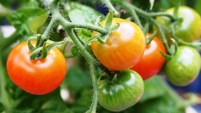 Combating Tuta absoluta, an invasive pest on Tomato Crop