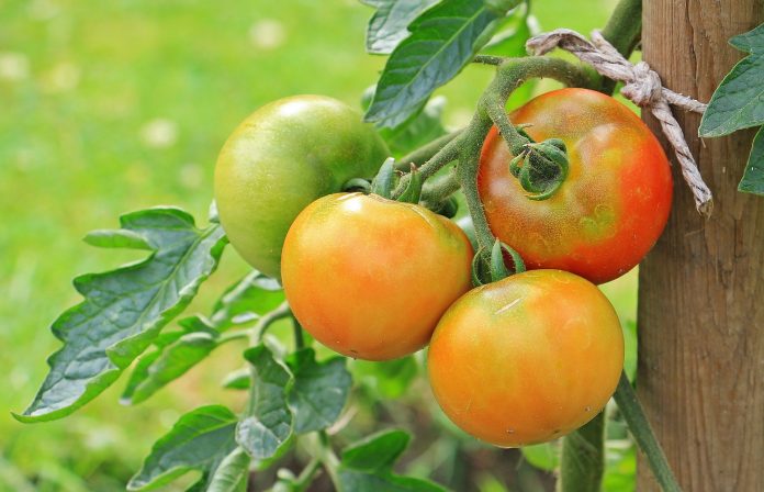 Understanding Tomato Spotted Wilt Virus: Causes, Prevention And Effective Management
