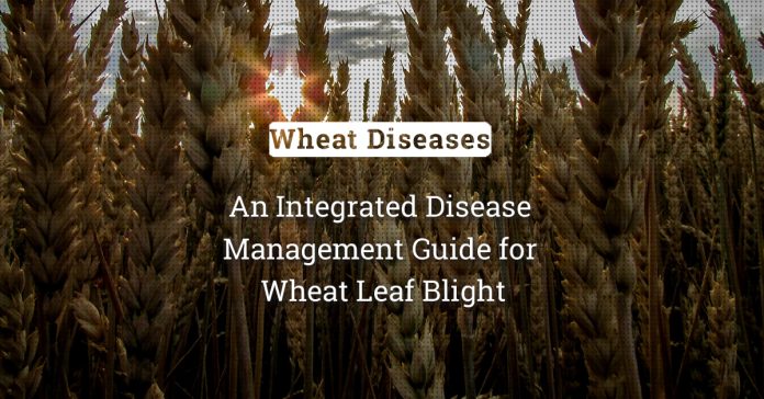 Devastating Leaf Blight Of Wheat: The Integrated Management Approach 