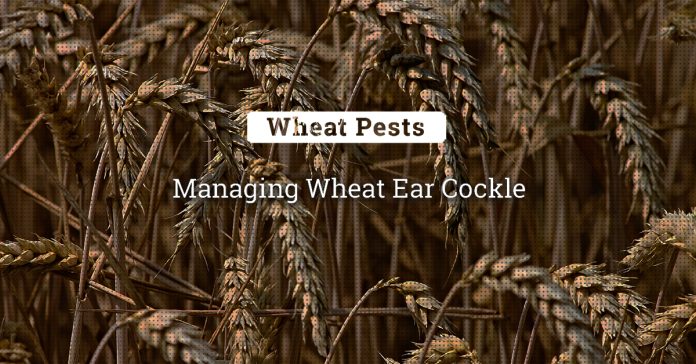 Management Of Ear Cockle In Wheat 