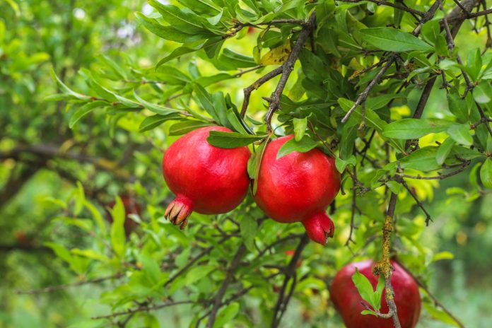 Bahar Treatment In Pomegranate For High Quality And Yields