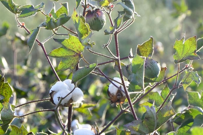 Integrated Management Strategies For American Bollworm In Cotton Crops 