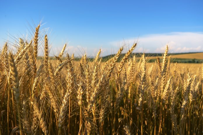 Wheat: Planting and Package of Practice