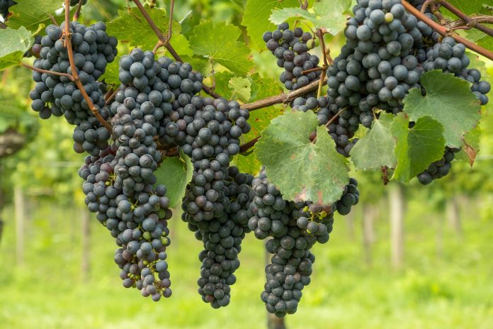 Grapes: Planting And Package Of Practices